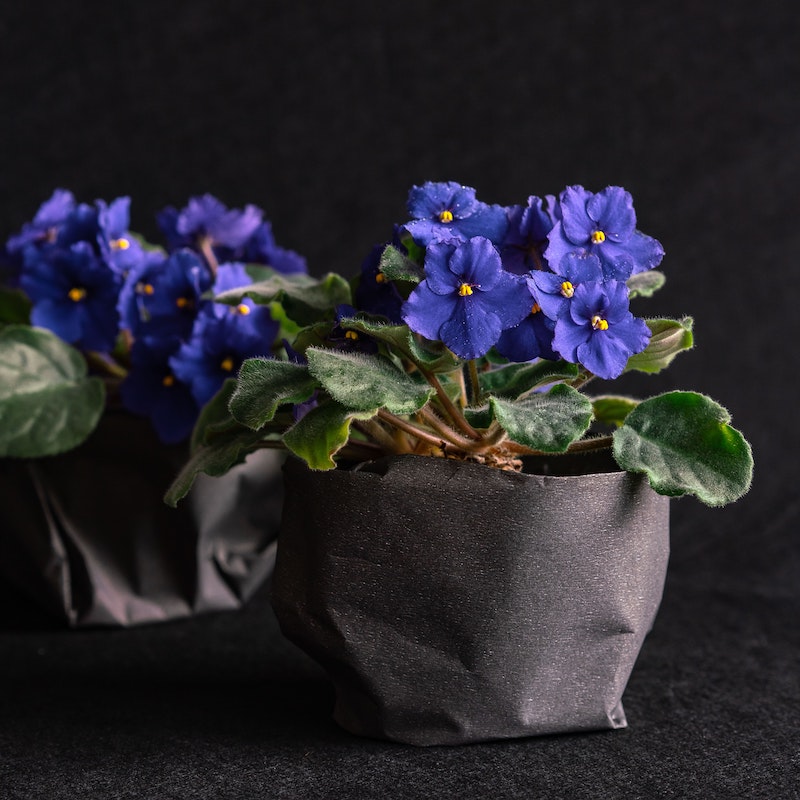 purpleafrican violet 
